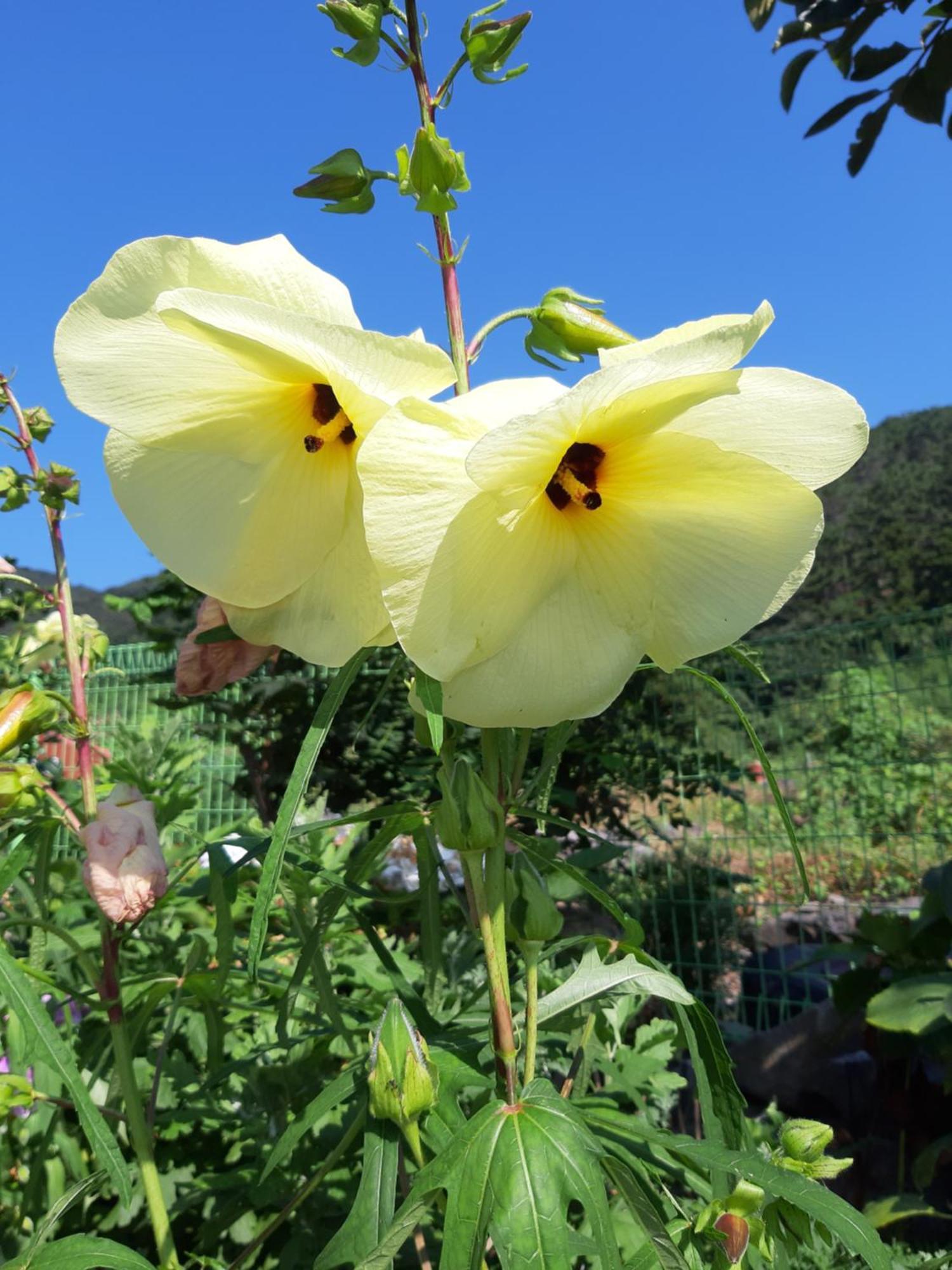 Capri Hakdong * Geoje