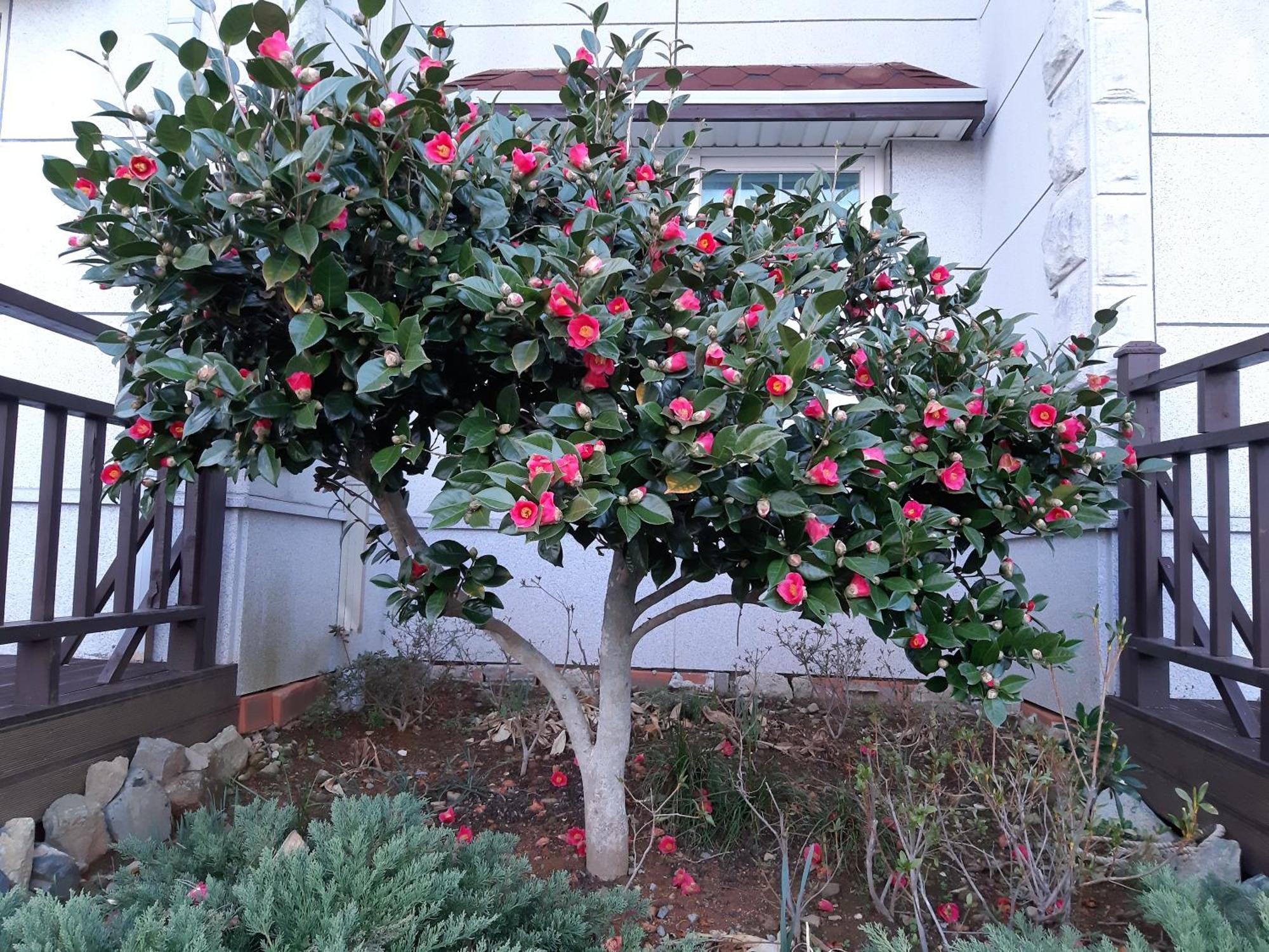 Capri Hakdong Holiday home